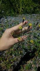 Porophyllum lanceolatum