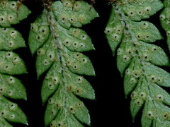 Polystichum oculatum