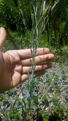 Porophyllum lanceolatum
