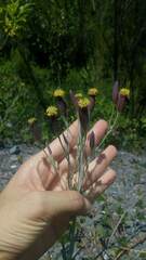 Porophyllum lanceolatum