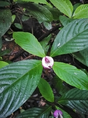 Palicourea urceolata