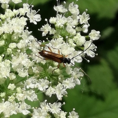 Alosterna tabacicolor