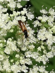 Alosterna tabacicolor