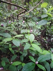 Palicourea urceolata