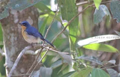 Cyornis tickelliae