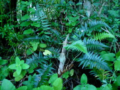 Polystichum oculatum