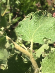 Malacothamnus foliosus