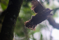 Dryobates spilogaster