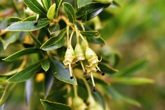 Escallonia cordobensis