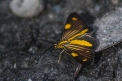 Phaeochlaena lampra