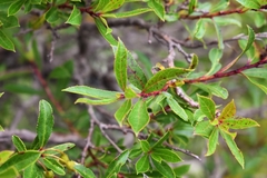 Escallonia cordobensis