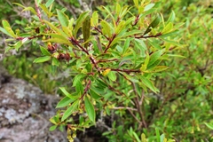 Escallonia cordobensis