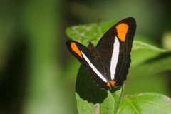 Adelpha