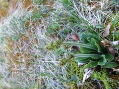 Micranthes hieraciifolia