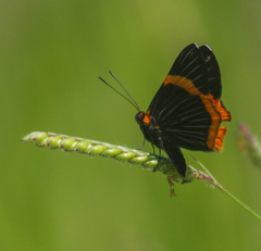 Riodina lycisca