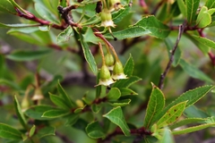 Escallonia cordobensis
