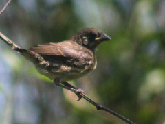 Coryphospingus
