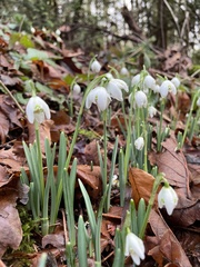 Galanthus