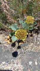 Pozoa coriacea
