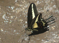 Heraclides hectorides