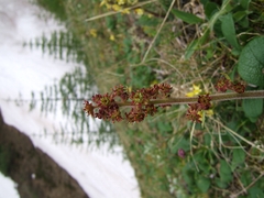 Micranthes hieraciifolia