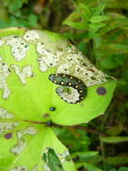 Tenthredo mandibularis