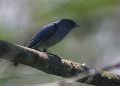 Conirostrum speciosum