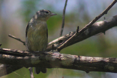 Conirostrum speciosum
