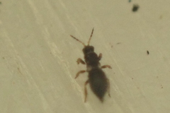 Sericothrips staphylinus