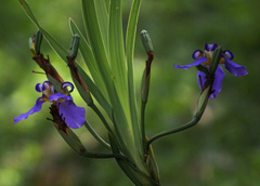 Trimezia coerulea