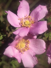 Rosa minutifolia