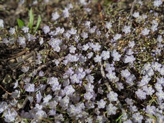 Phacelia pringlei
