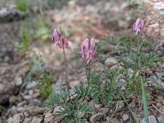 Dicentra pauciflora