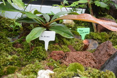 Nepenthes danseri