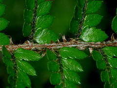 Polystichum oculatum
