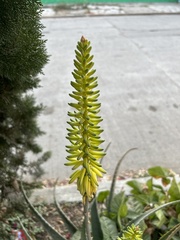 Aloe vera