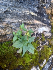 Ageratina paupercula