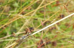 Conocephalus bilineatus