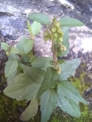 Ageratina paupercula