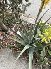Aloe vera