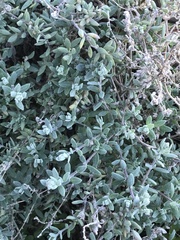 Extriplex californica