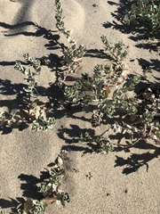 Atriplex leucophylla
