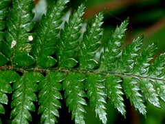 Polystichum oculatum