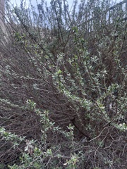 Aloysia gratissima