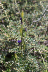 Gentianopsis barbata