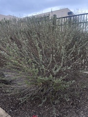 Aloysia gratissima