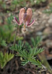 Dicentra pauciflora