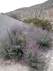 Salvia cuspidata