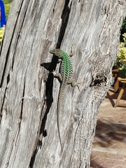 Podarcis siculus siculus