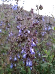 Salvia cuspidata